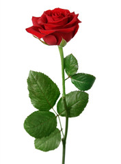 Naklejka premium rose