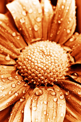 beautiful daisy gerbera