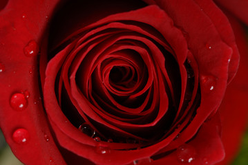 red rose, czerwona róża © Krzysztof Budziakows