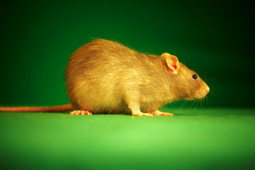 Rat on a green background