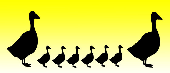 Family of Ducks