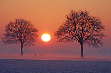 Bäume im Sonnenuntergang