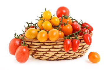 Branch of tomatoes