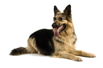 German Shepherd dog isolated on a white background