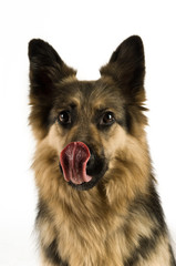 German Shepherd dog isolated on a white background