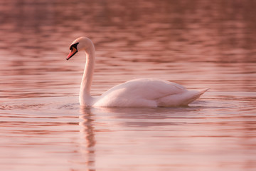 mariage romantique amoureux amour symbole couple marié