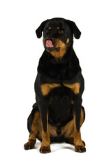 Rottweiler isolated on a white background