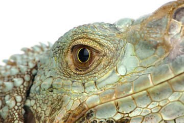 iguana head