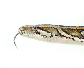 Fototapeta premium Python