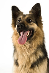 German Shepherd dog isolated on a white background
