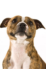 Staffordshire Bull Terrier isolated on a white background