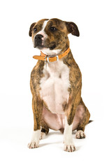 Staffordshire Bull Terrier isolated on a white background