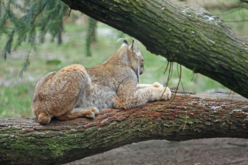 Fototapeta premium Luchs