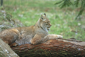 Fototapeta premium Luchs