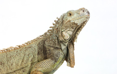 iguana