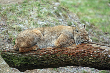 Luchs