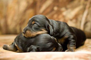 puppies