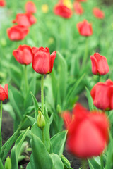 Fototapeta premium Tulip
