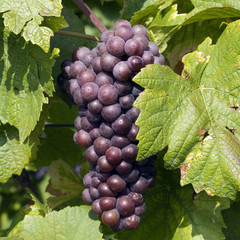 mellow blue grapes