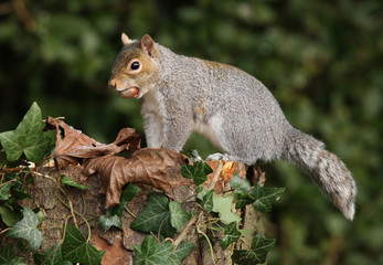 Grey Suirrel with unusual tail