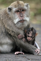 Mother and Child - Monkey
