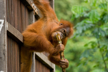 Affe mit Bambusstöckchen
