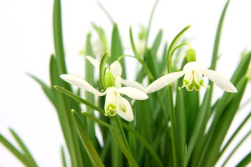 Frühlingsanfang