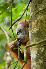 Nahrungsaufnahme eines Orang Utans