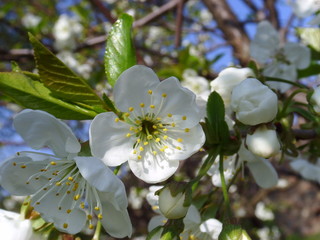 Fiori
