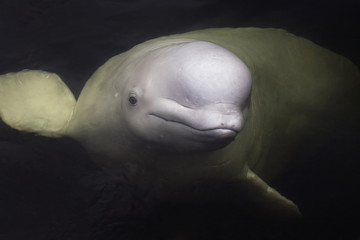 Beluga whale