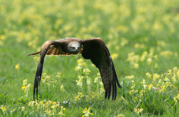 Black Kite in flight