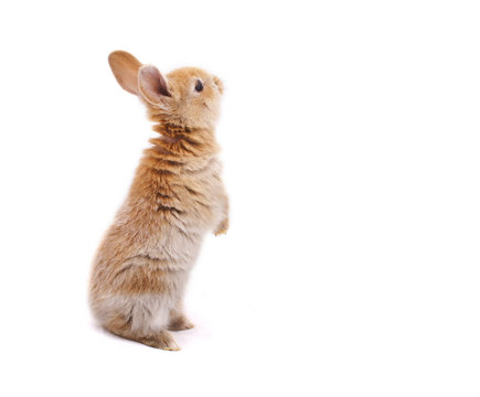 bunny is looking around