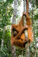 Orang Utan am Baum hängend