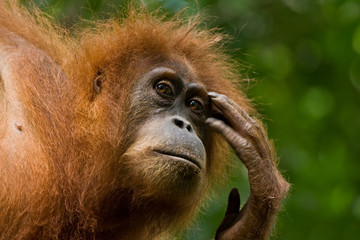 denkender Orang Utan
