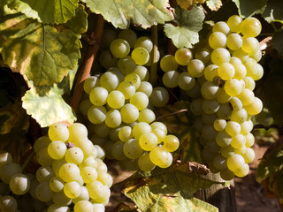mellow white grapes