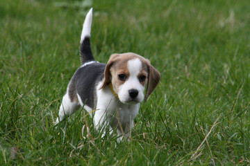 Beagle-Welpe