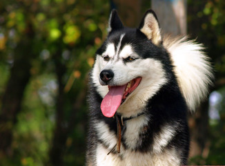 husky dog