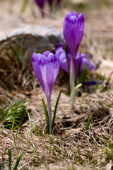 Obraz premium Dual spring crocus