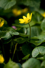 Marsh marigold