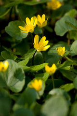 Marsh marigold group