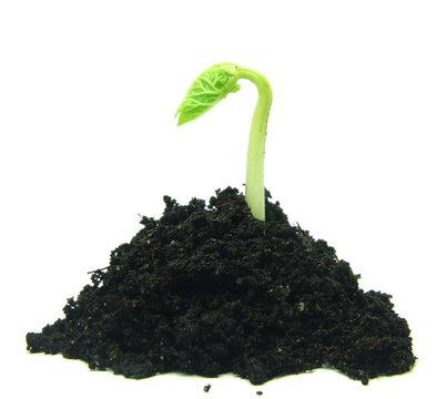 Growing plant
