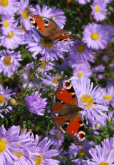 Obraz premium Zwei Schmetterlinge auf Blume