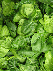 Fototapeta na wymiar Spinach leaf vegetable