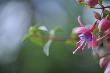 Fuschia