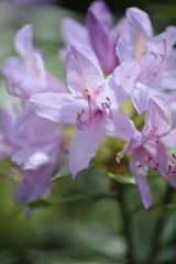 Rhododendron