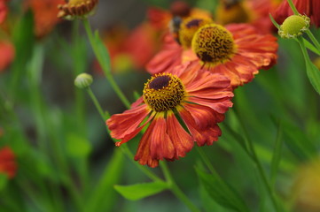 Winteraster