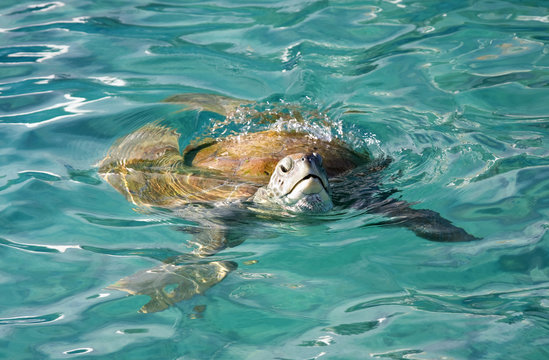 Turtle swimming in the sea