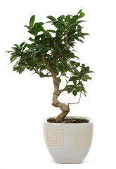 ficus