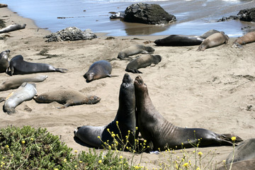 Fototapeta premium Elephant seals in California