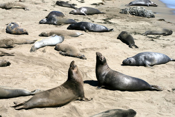 Elephant seals in California